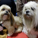 Image for article titled Canines and catwalks: The Westminster Dog Show meets New York Fashion Week